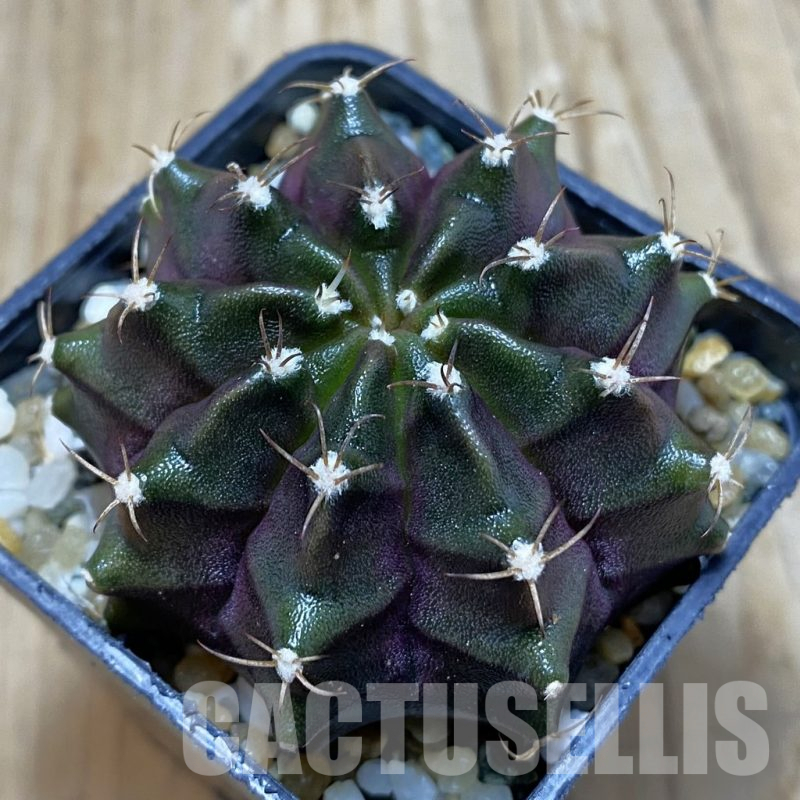 SH11544 Gymnocalycium mihanovichii ‘Black Widow’, seedling