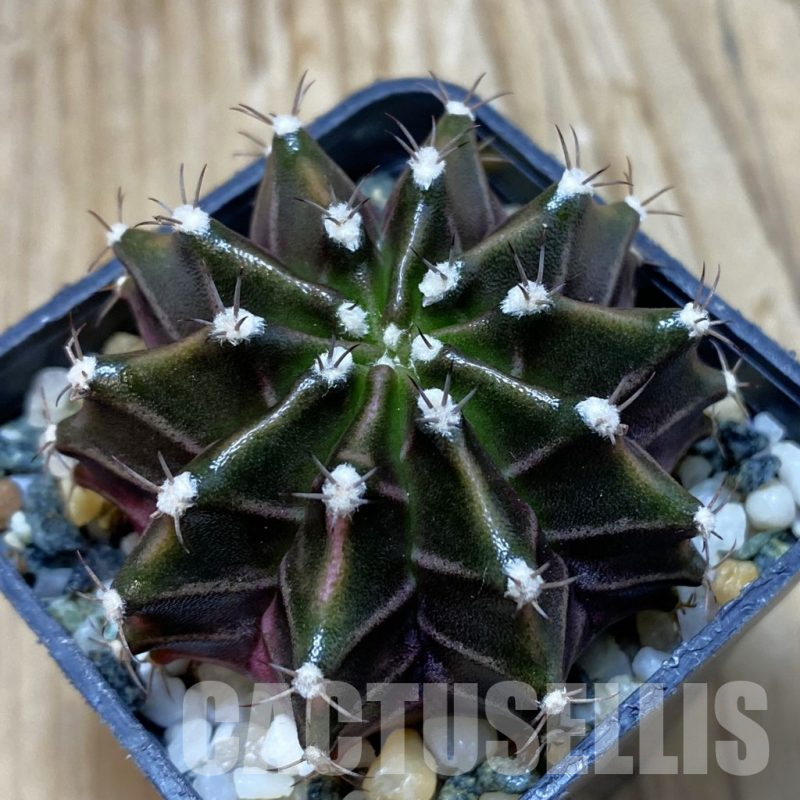 SH11546 Gymnocalycium mihanovichii ‘Black Widow’, seedling