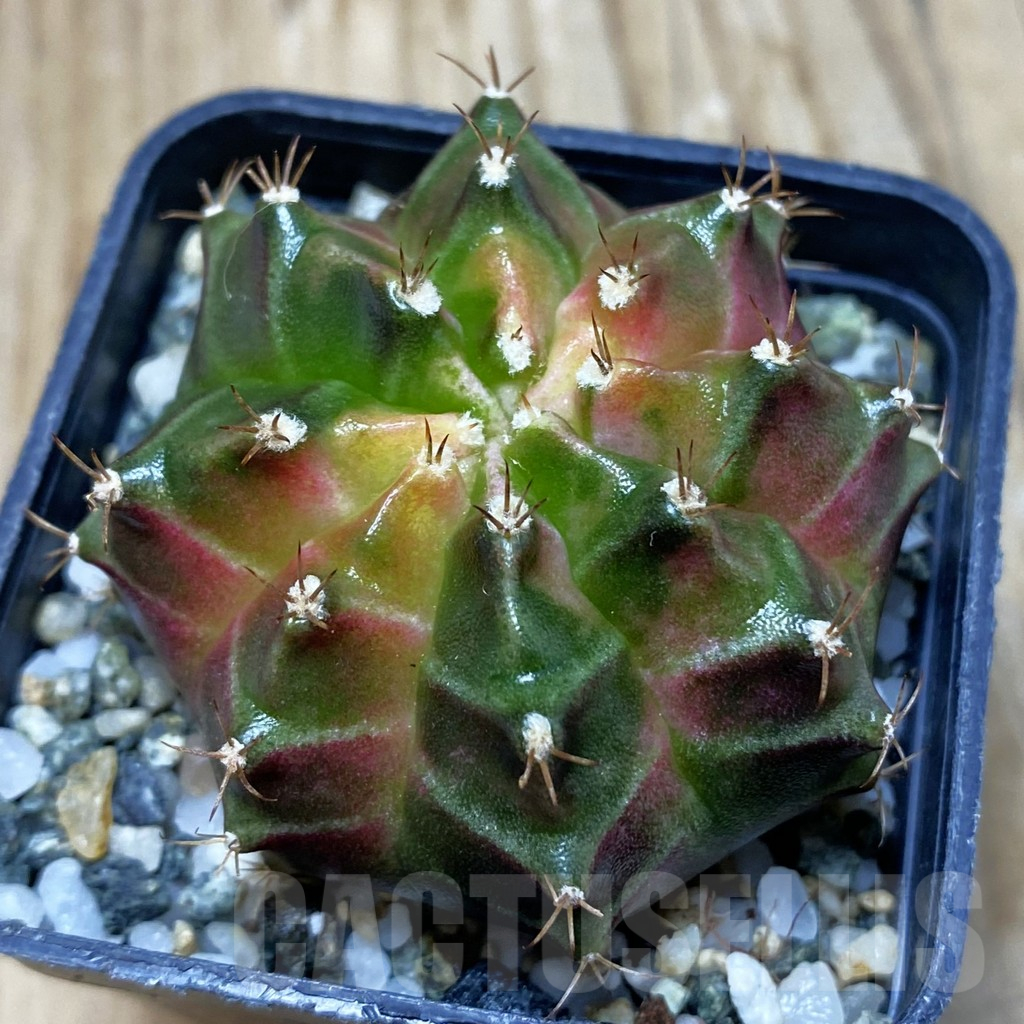 SH11547 Gymnocalycium mihanovichii ‘Neon’, seedling