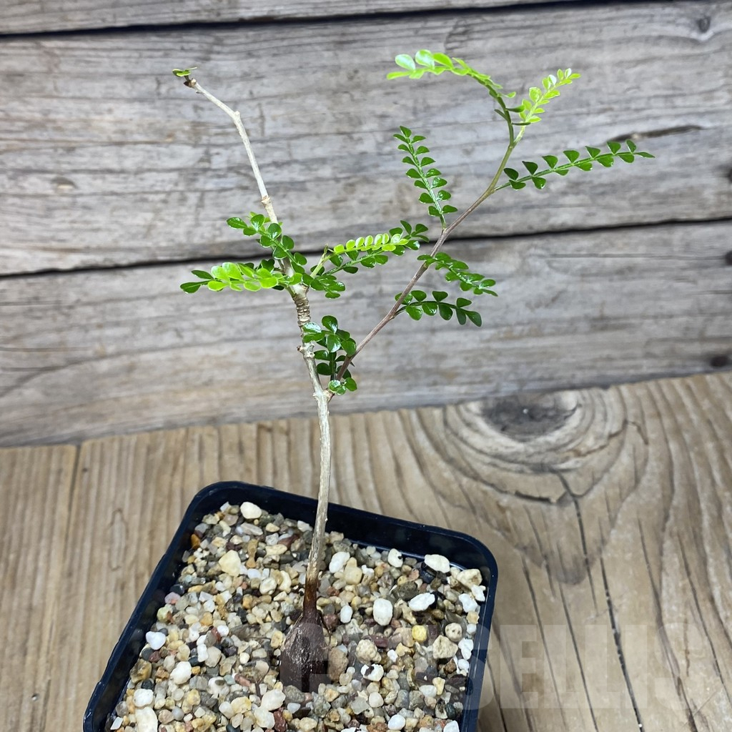 SH11520 Operculicarya pachypus - Зображення 2