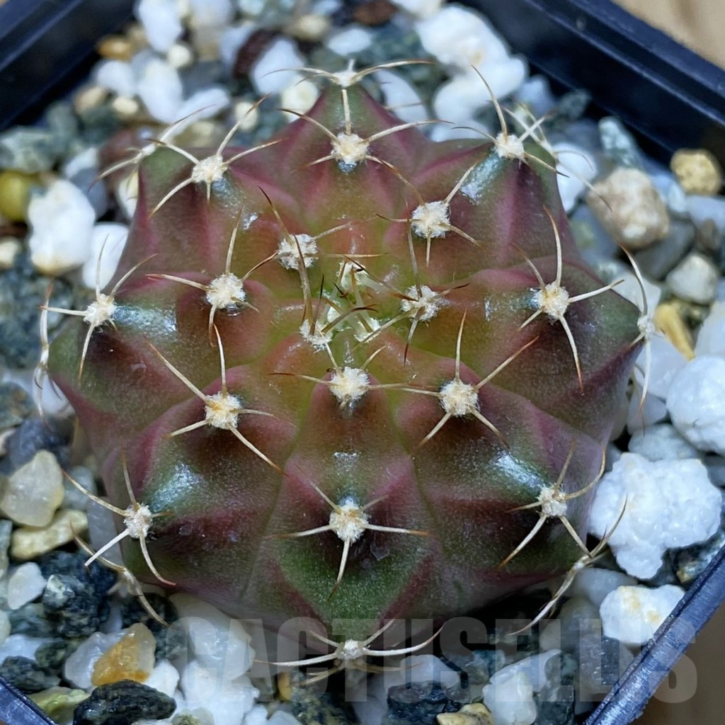 SH11548 Gymnocalycium mihanovichii 'Neon Brown', seedling