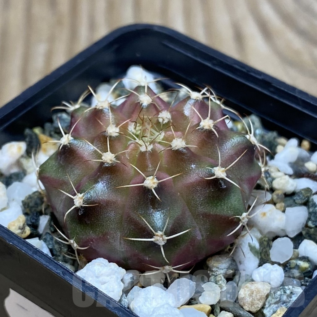 SH11548 Gymnocalycium mihanovichii 'Neon Brown', seedling - Image 2