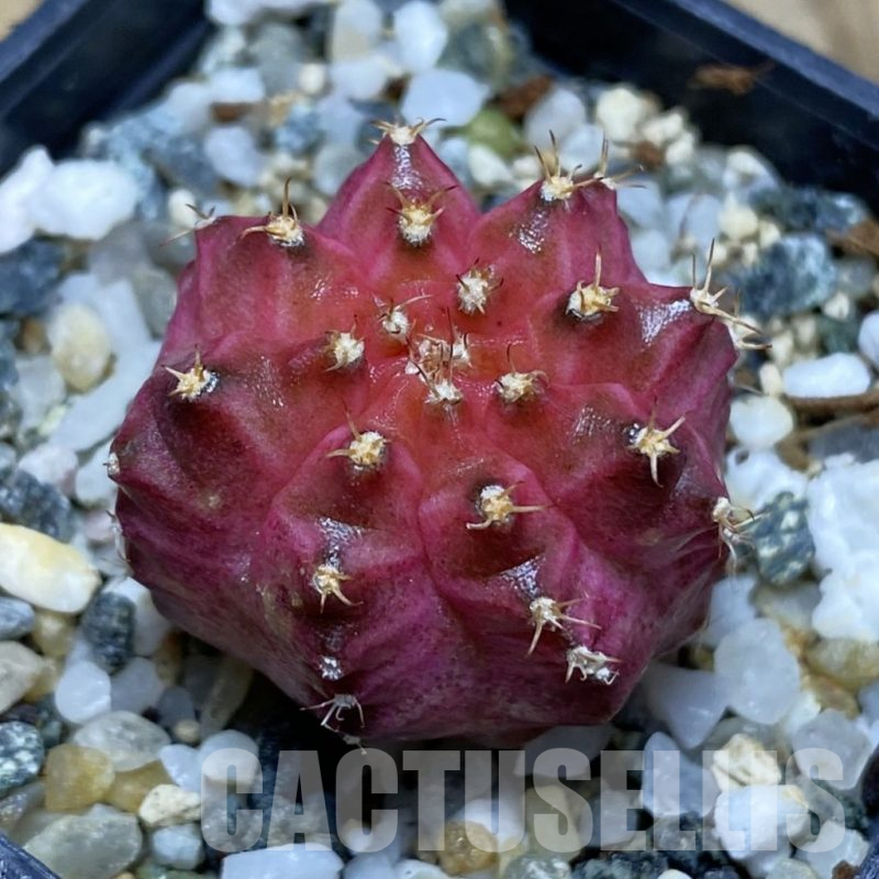 SH11549 Gymnocalycium mihanovichii ‘Neon Pink’, seedling