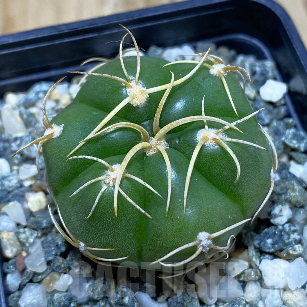 SH11550 Gymnocalycium denudatum ‘Kaiomaru’, seedling -Japan-