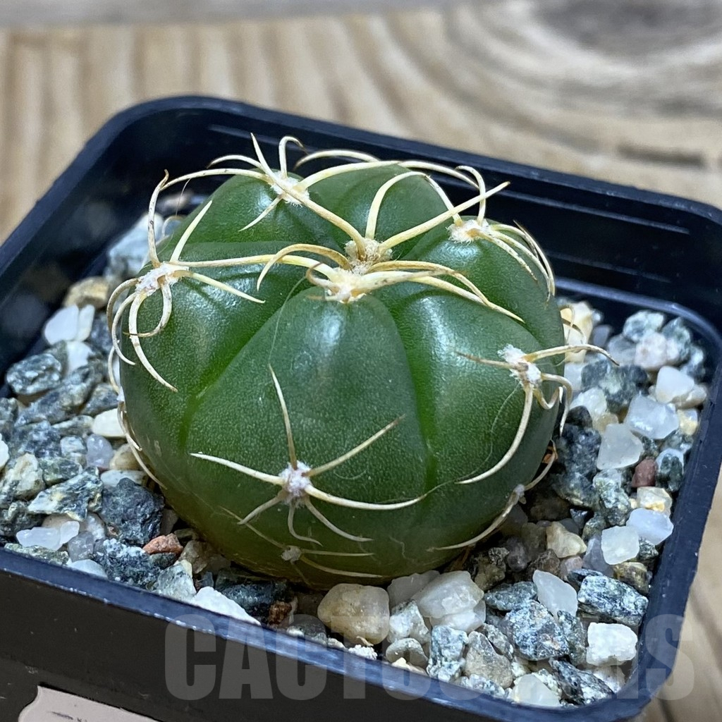 SH11550 Gymnocalycium denudatum ‘Kaiomaru’, seedling -Japan- - Image 2