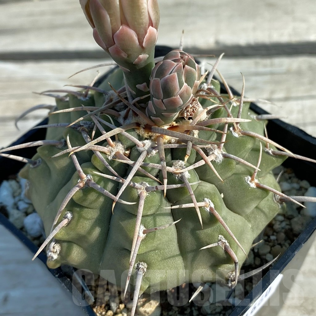 SH11660 Gymnocalycium vatteri, old 10 years