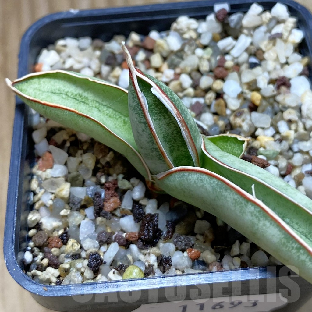 SH11693 Sansevieria eilensis