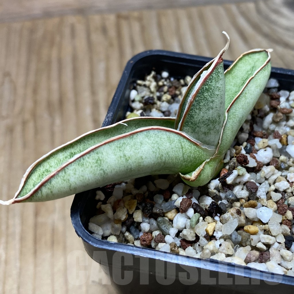 SH11693 Sansevieria eilensis - Imagen 2