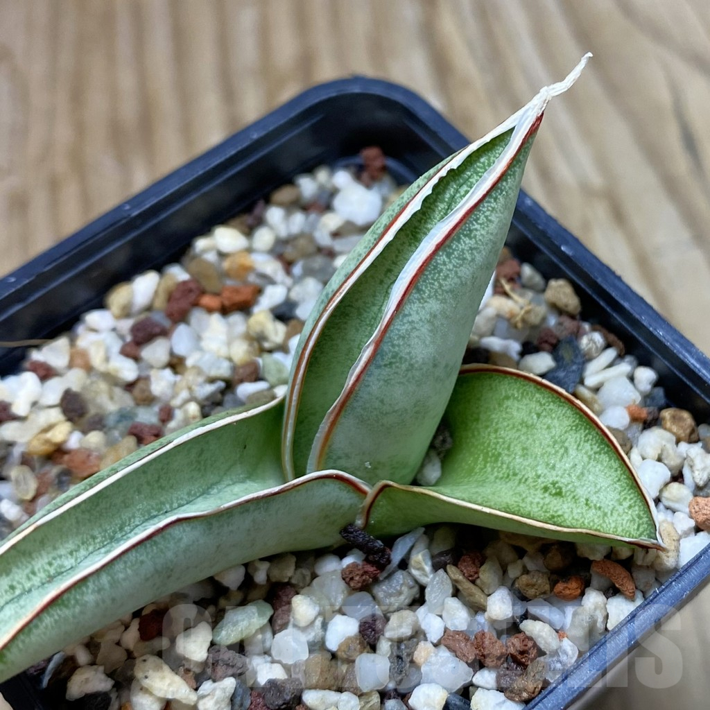SH11694 Sansevieria eilensis
