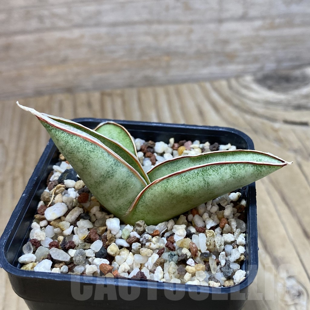 SH11694 Sansevieria eilensis - immagine 2