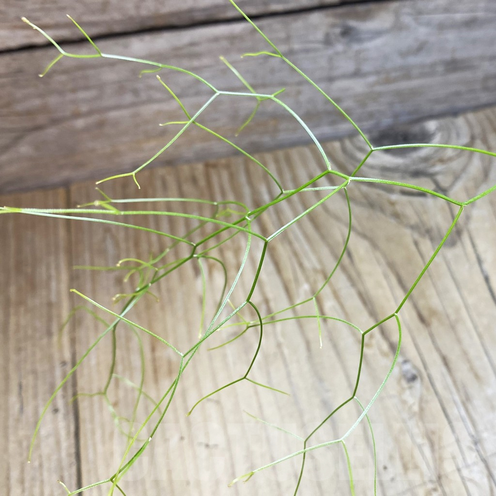 SH11695 Schizobasis intricata ES21689