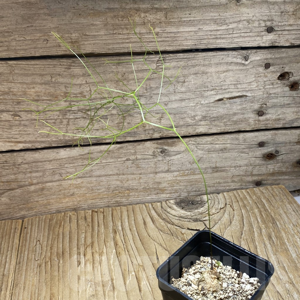 SH11695 Schizobasis intricata ES21689 - immagine 2