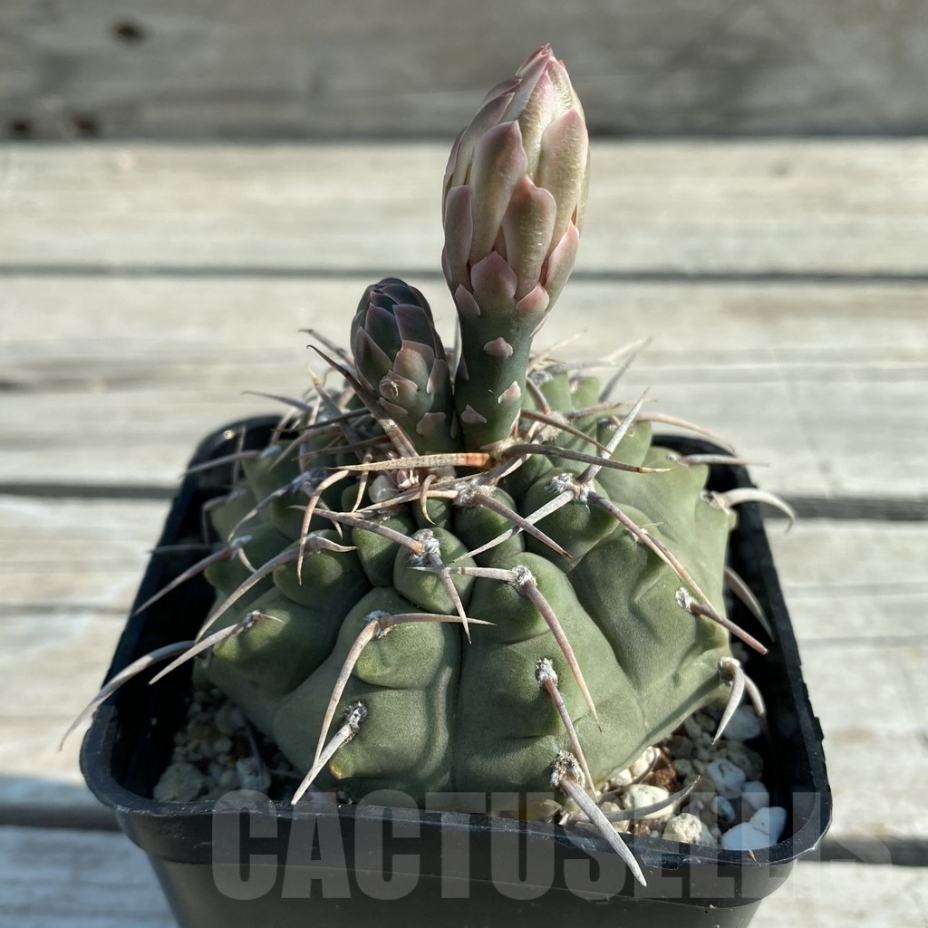 SH11660 Gymnocalycium vatteri, old 10 years - Image 2