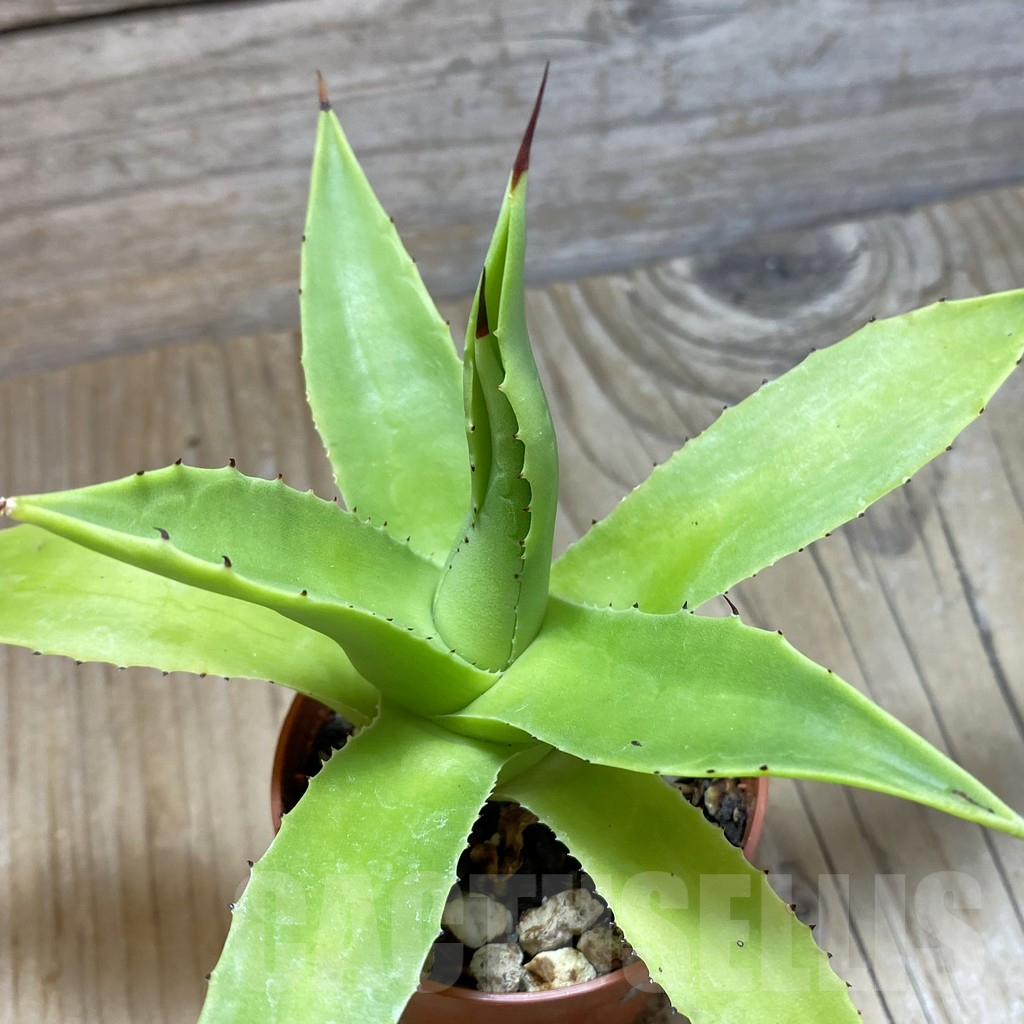 SH11697 Agave chiapensis