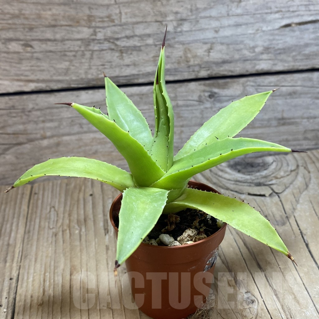 SH11697 Agave chiapensis - immagine 2