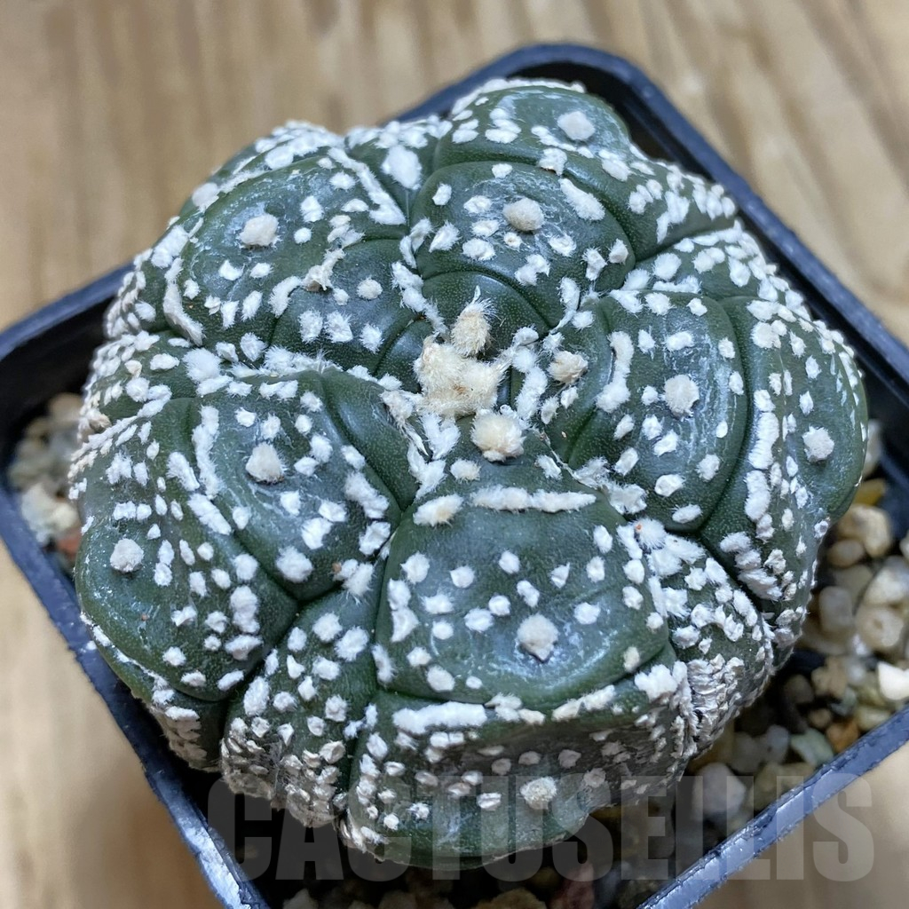 SH11698 Astrophytum asterias ‘Kikko’, 5-ribs