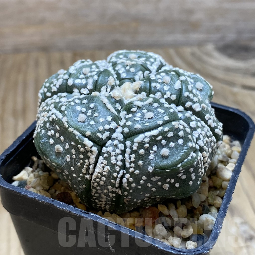 SH11698 Astrophytum asterias ‘Kikko’, 5-ribs - immagine 2