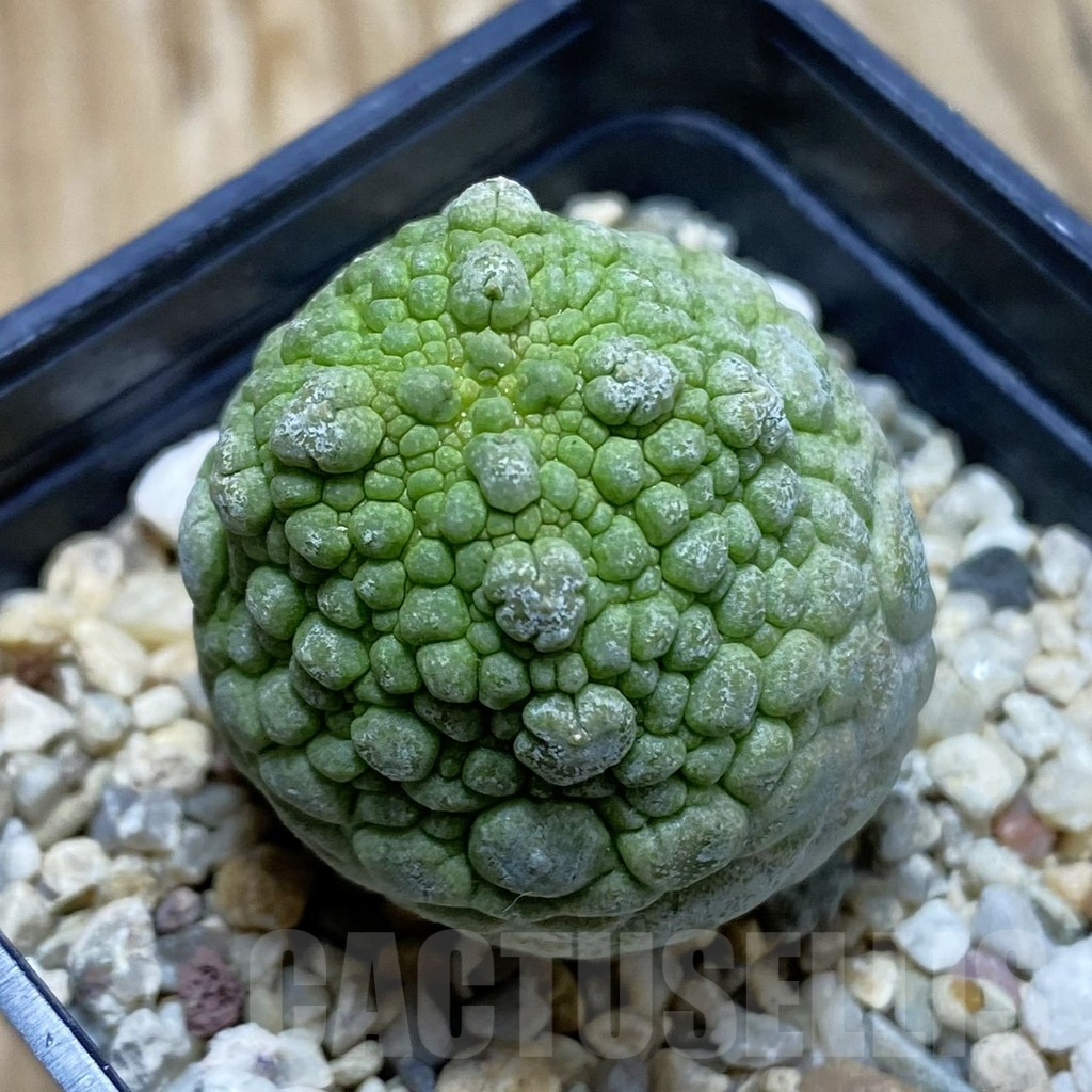 SH11699 Pseudolithos migiurtinus