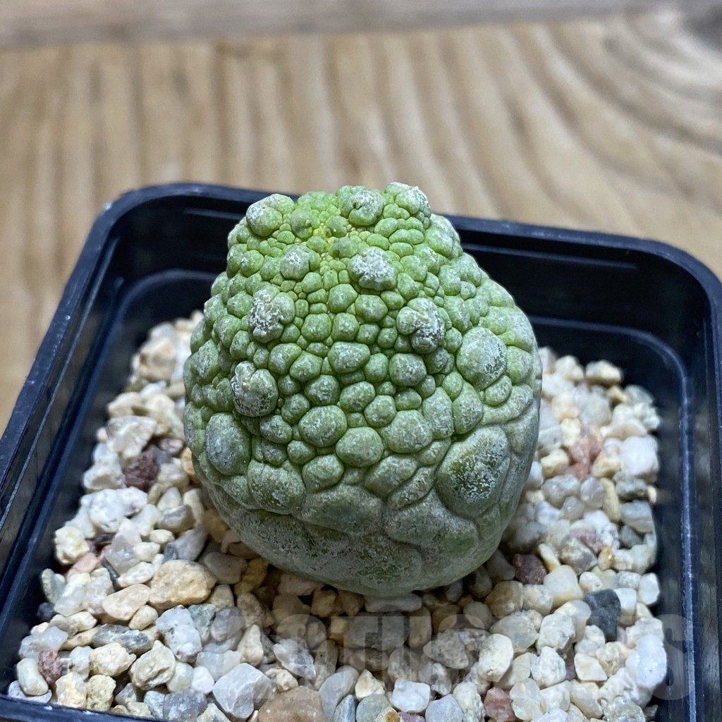 SH11699 Pseudolithos migiurtinus - Imagen 2