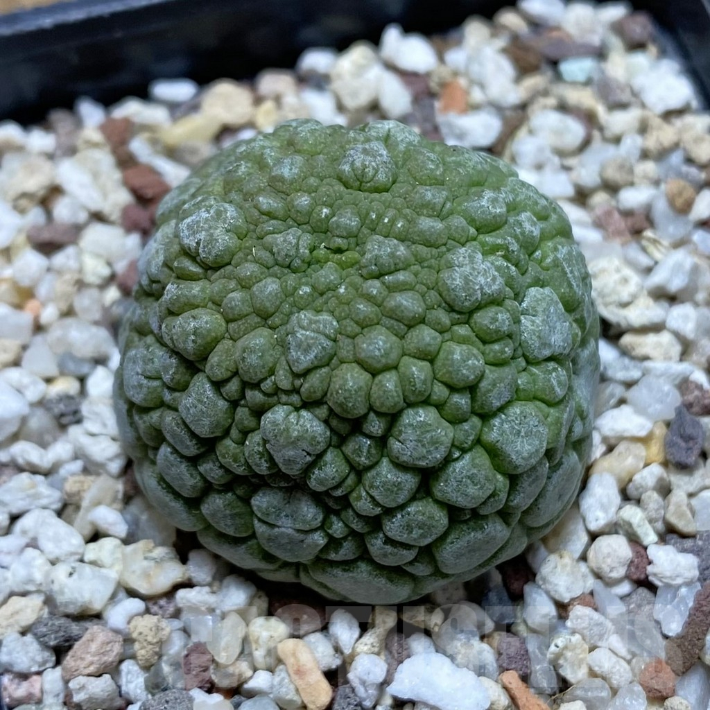 SH11701 Pseudolithos migiurtinus
