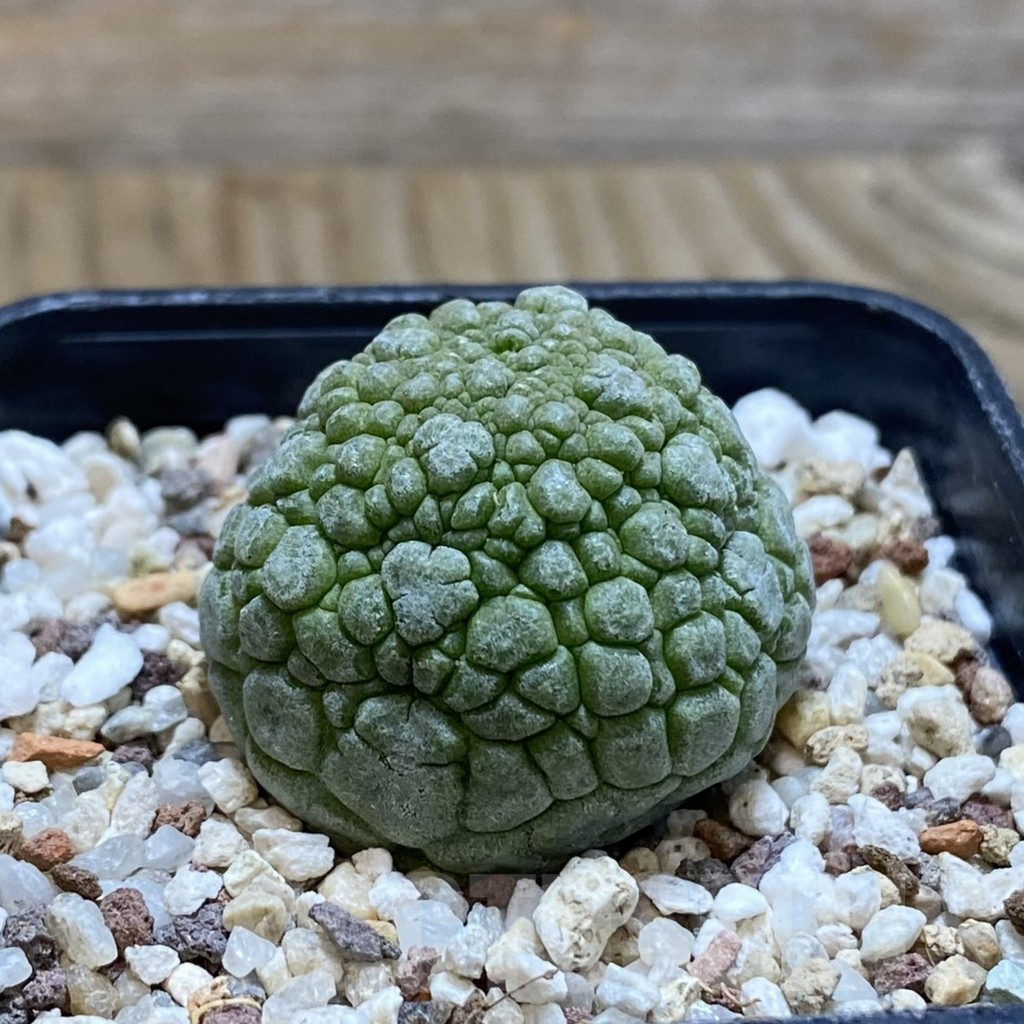 SH11701 Pseudolithos migiurtinus - Obrázek 2