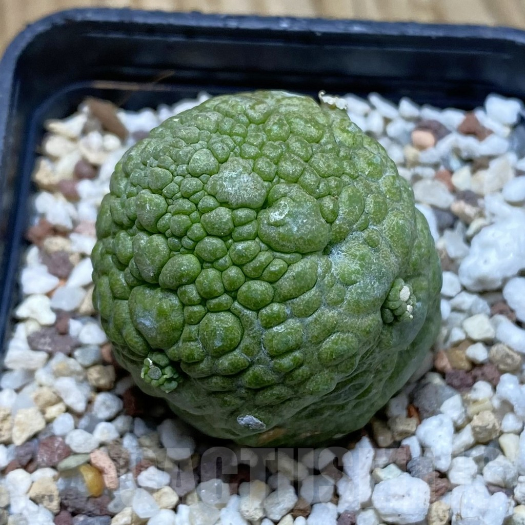 SH11702 Pseudolithos migiurtinus