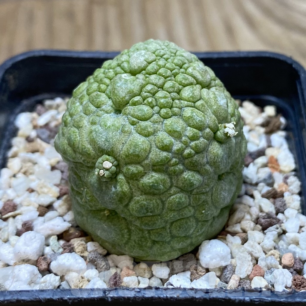 SH11702 Pseudolithos migiurtinus - Obrázek 2