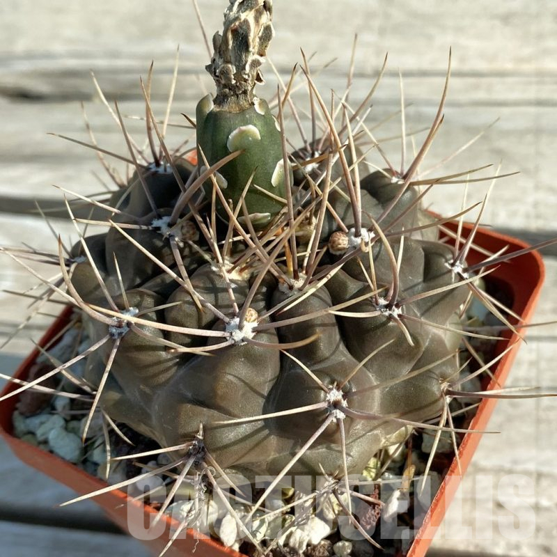 SH11661 Gymnocalycium gibbosum v. longispinum, old 8 years