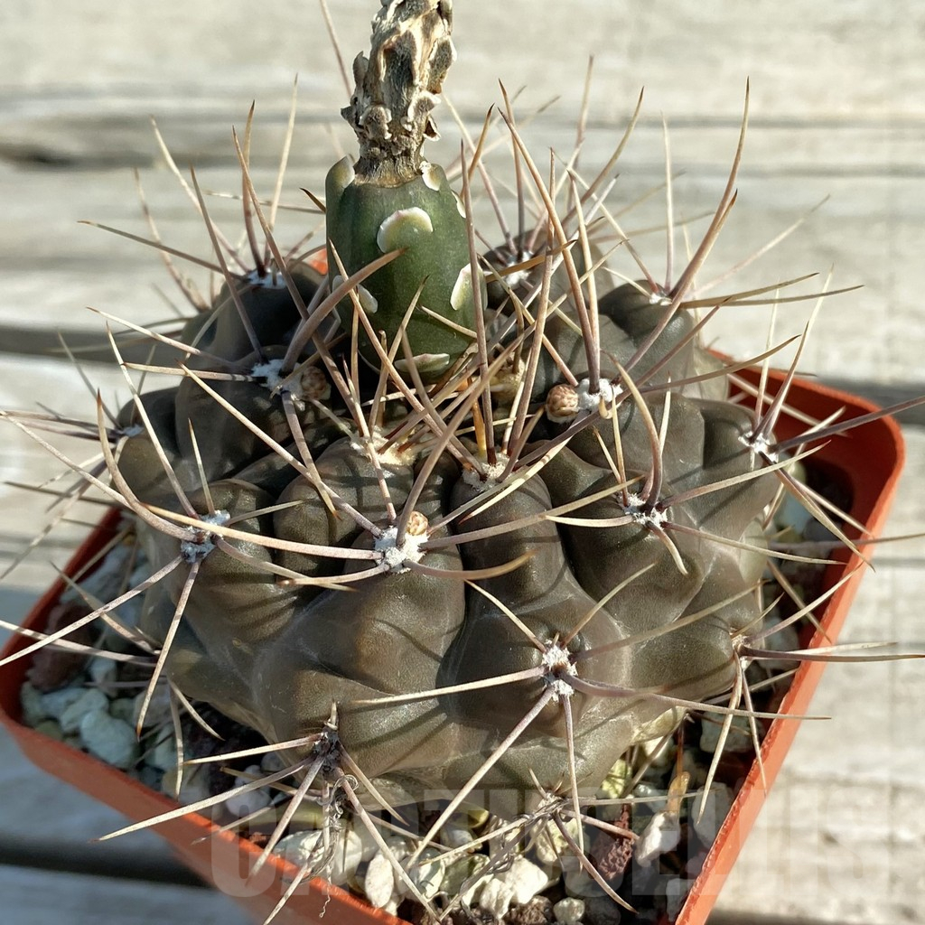 SH11661 Gymnocalycium gibbosum v. longispinum, old 8 years