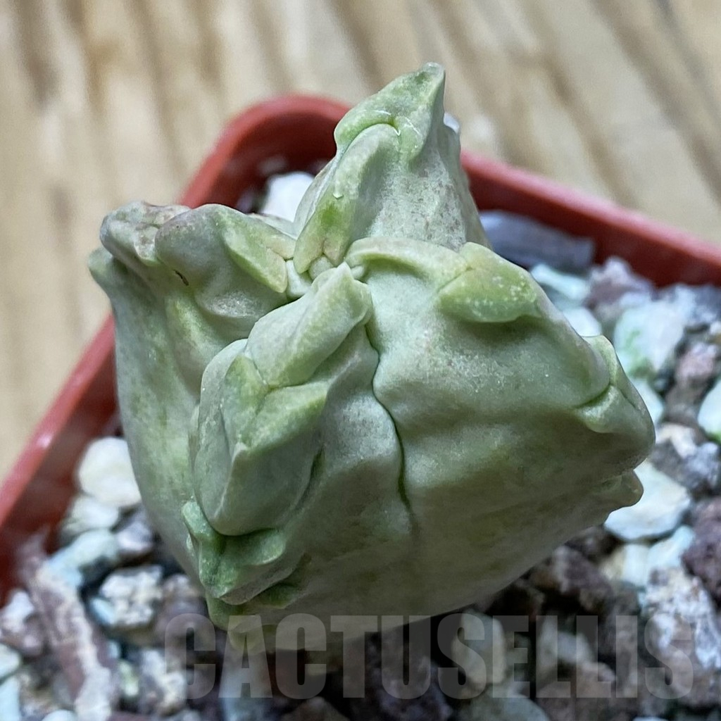 SH11703 Whitesloanea crassa