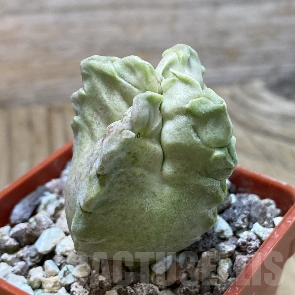 SH11703 Whitesloanea crassa - Obrázek 2