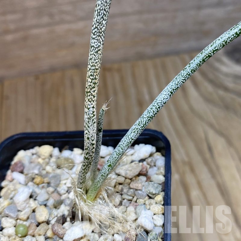 SH11705 Astrophytum caput-medusae, seedling