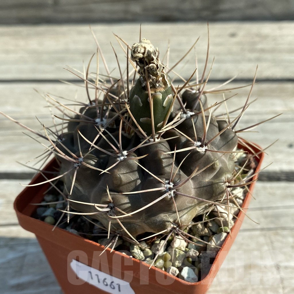 SH11661 Gymnocalycium gibbosum v. longispinum, old 8 years - immagine 2