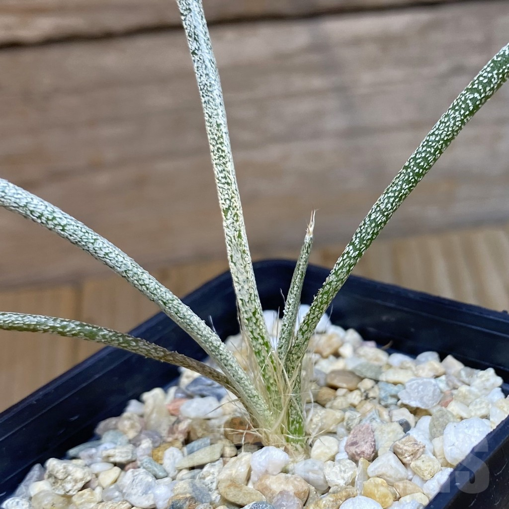 SH11706 Astrophytum caput-medusae, seedling
