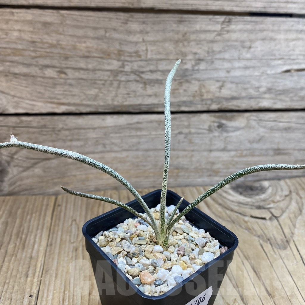 SH11706 Astrophytum caput-medusae, seedling - immagine 2