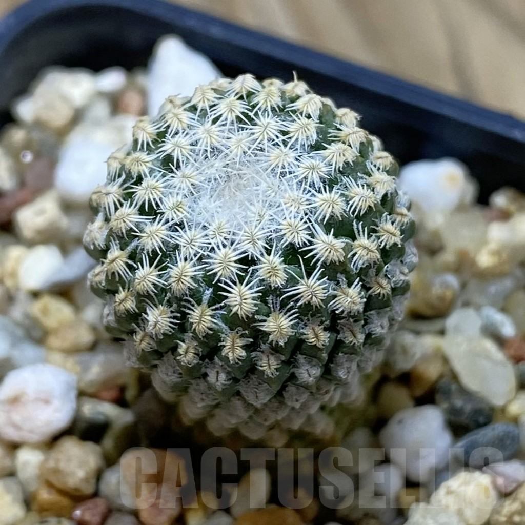 SH11707 Pelecyphora strobiliformis