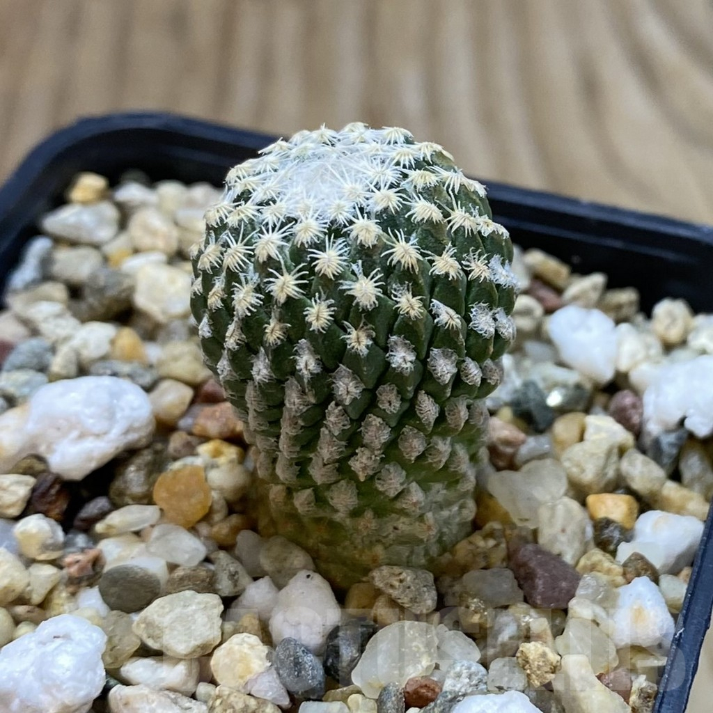 SH11707 Pelecyphora strobiliformis - immagine 2