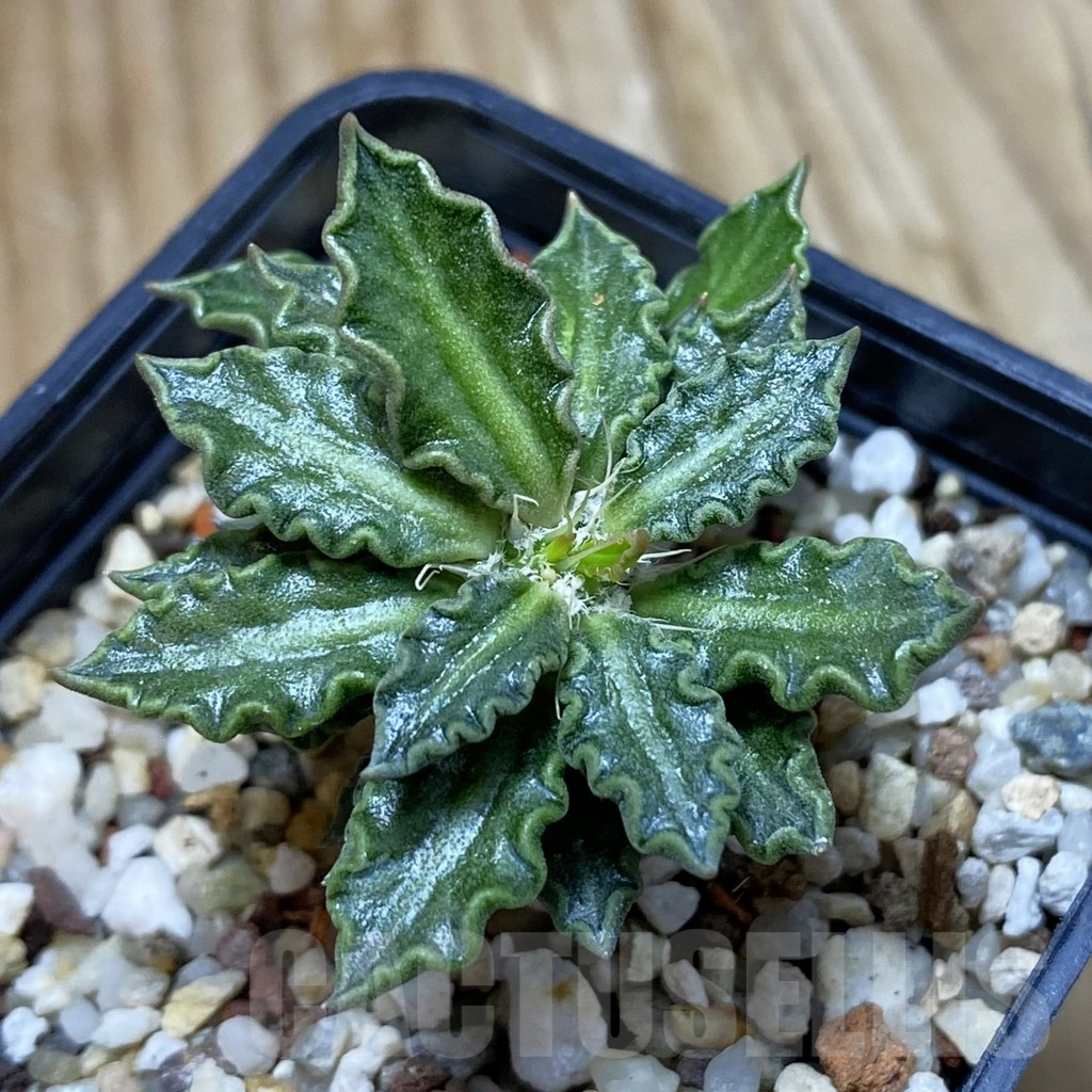 SH11713 Euphorbia tulearensis