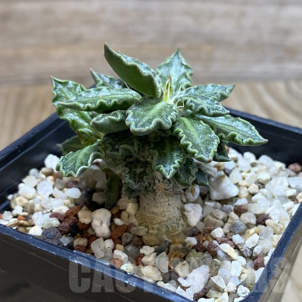 SH11713 Euphorbia tulearensis - Image 2