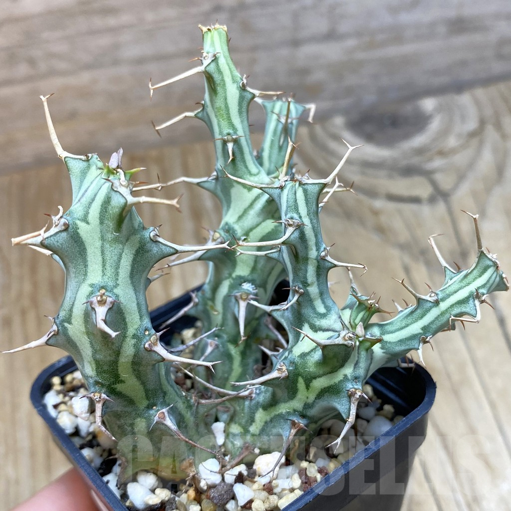 SH11715 Euphorbia schizacantha