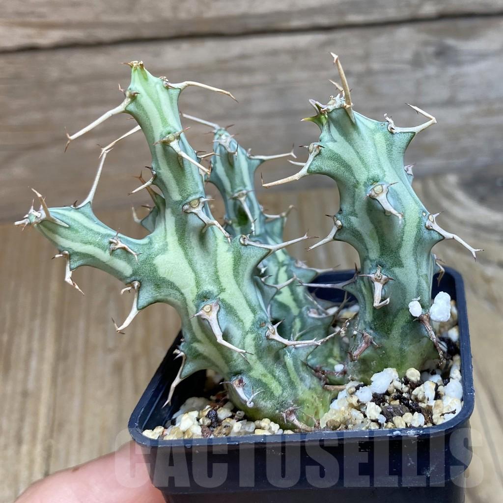 SH11715 Euphorbia schizacantha - Imagen 2