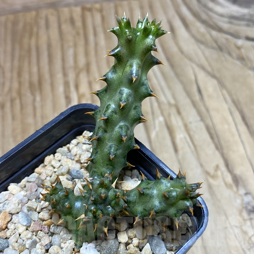 SH11718 Edithcolea grandis