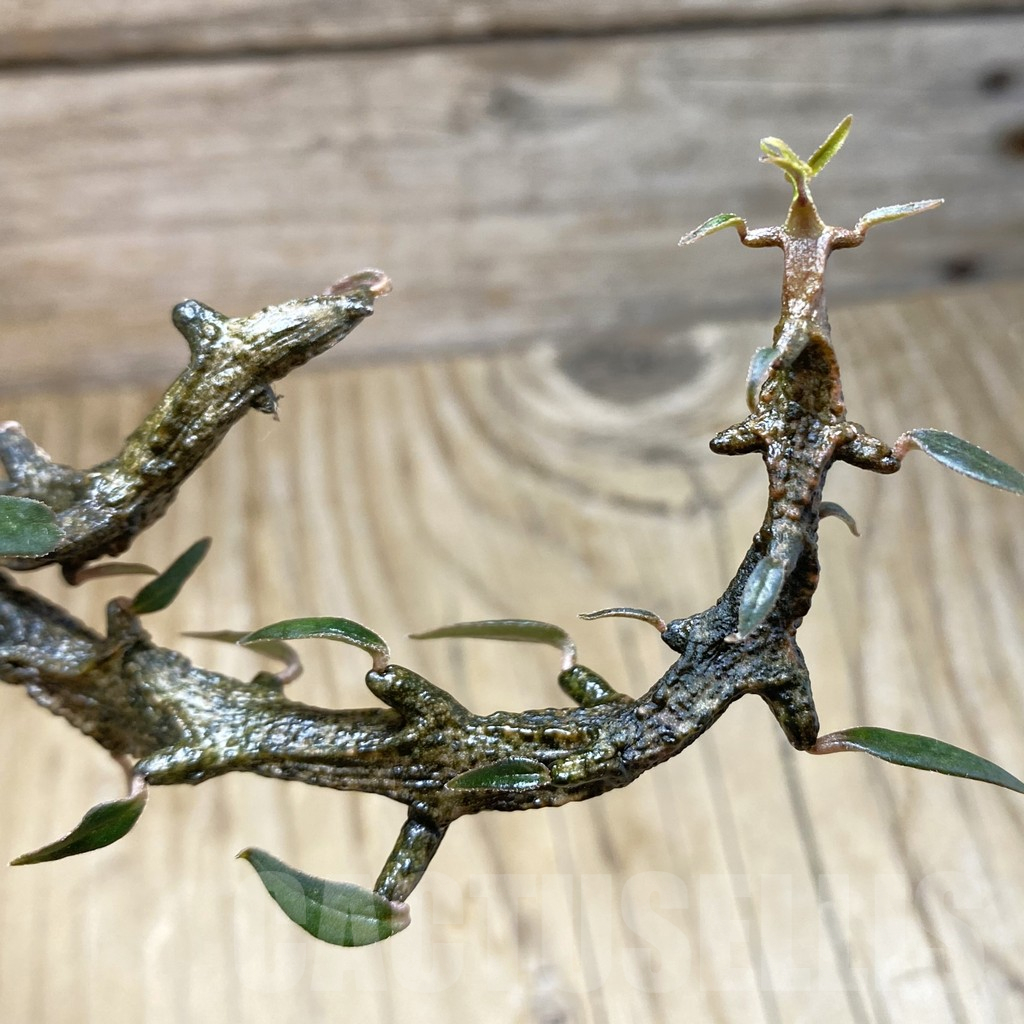 SH11721 Ceropegia bosseri