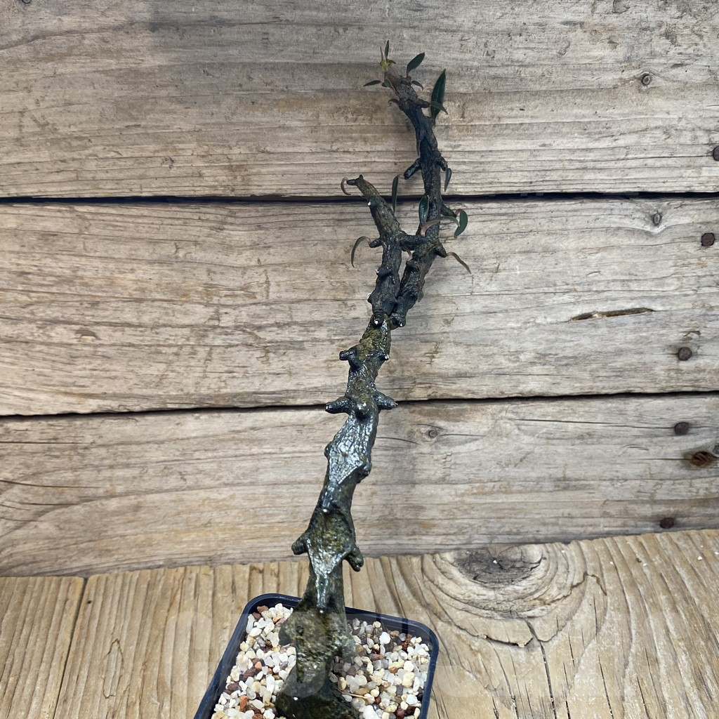 SH11721 Ceropegia bosseri - immagine 2