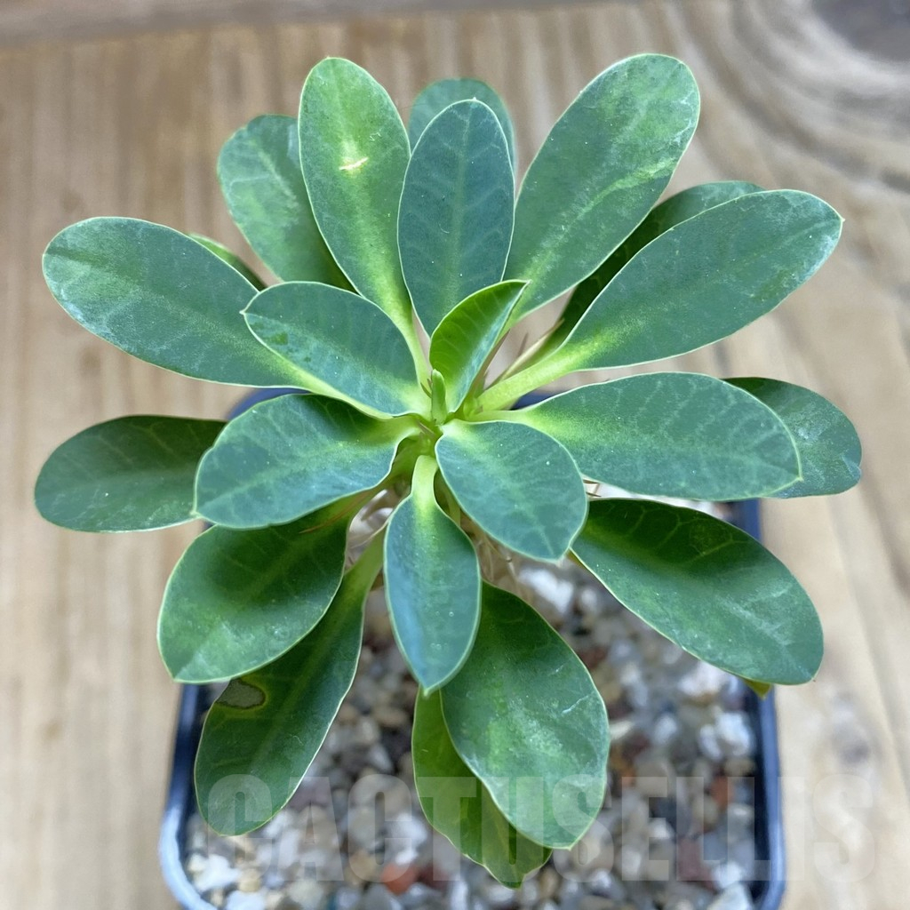 SH11722 Euphorbia guillauminiana
