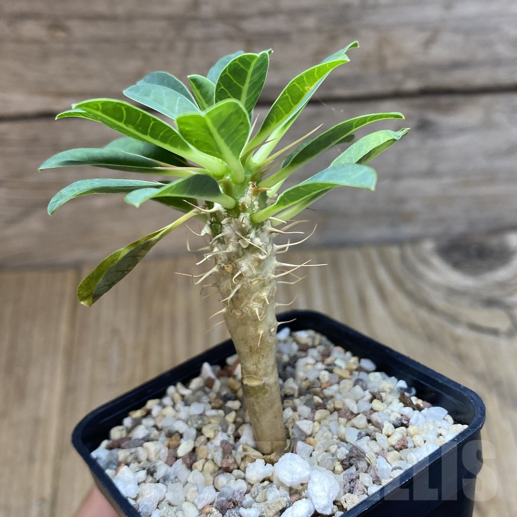 SH11722 Euphorbia guillauminiana - Obrázek 2