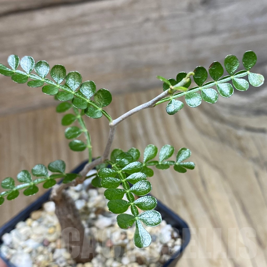 SH11723 Operculicarya pachypus