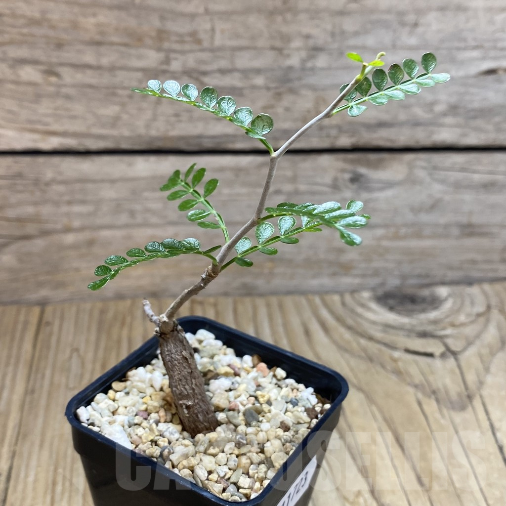 SH11723 Operculicarya pachypus - Obrázek 2