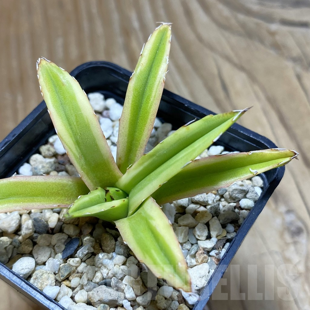 SH11728 Agave victoriae-reginae f. variegata