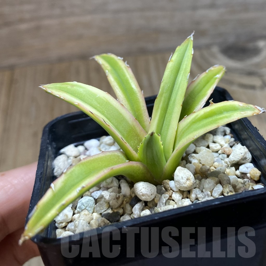 SH11728 Agave victoriae-reginae f. variegata - 画像 (2)